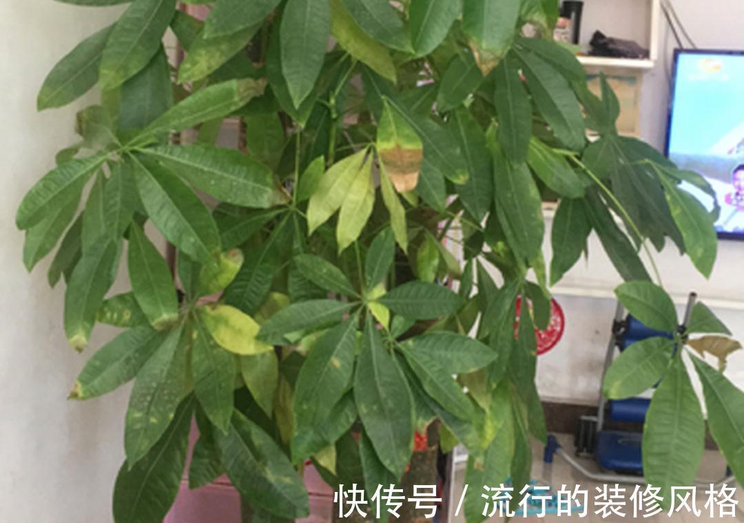 黄叶|养花“黑名单”实在太难养,心累
