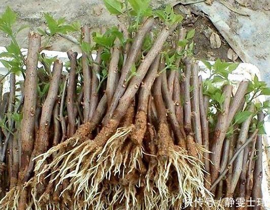 扦插|去河边挖点它,用来扦插花卉,只需5天就生根,一下养出十几盆