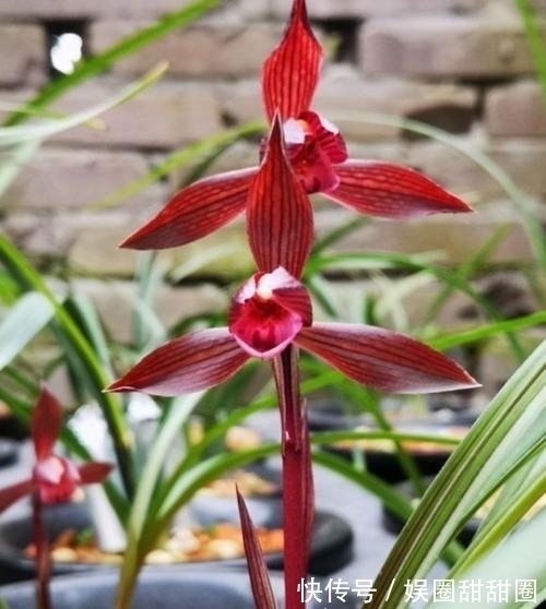 春兰十大红素之首“醉红素”,花色妖艳,兰香浓郁,新手也能养好