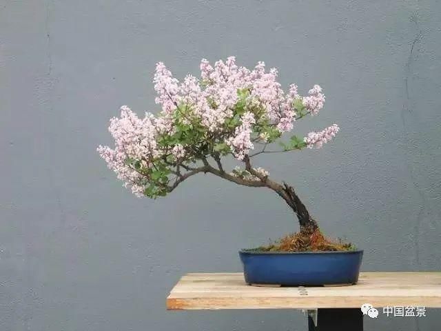 盆景养殖不在多而贵在精,你能养成这样吗?