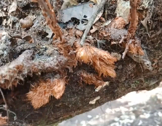 药材|附生于树干上的珍贵药材，浑身长毛像极了毛毛虫，治牙疼效果很好