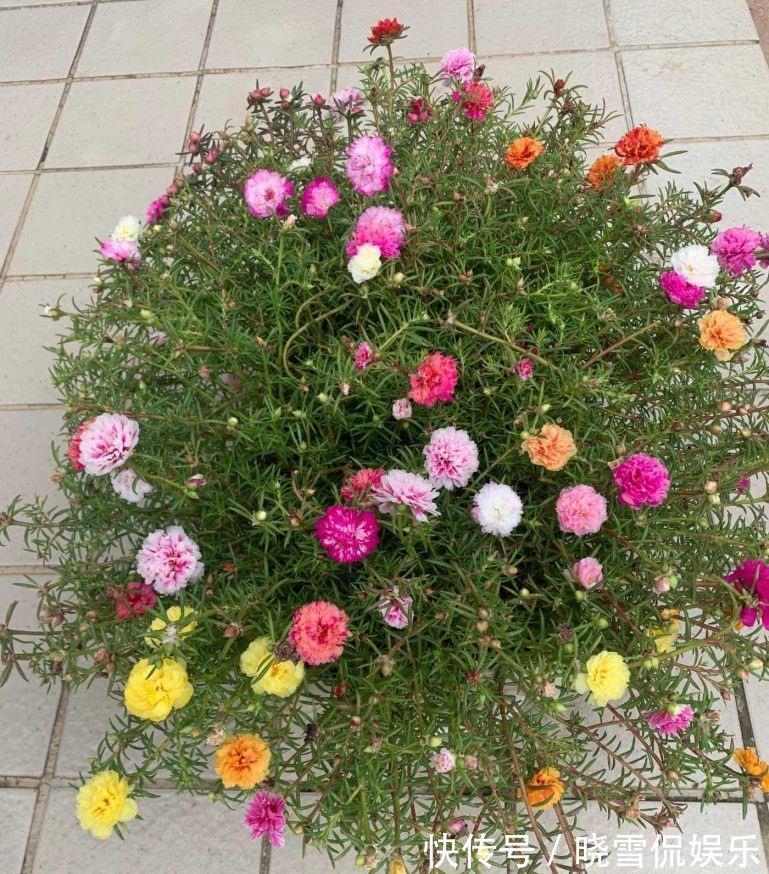 花儿|秋天的太阳花,给点肥剪一剪,从瘦弱变得茁壮,花儿更多