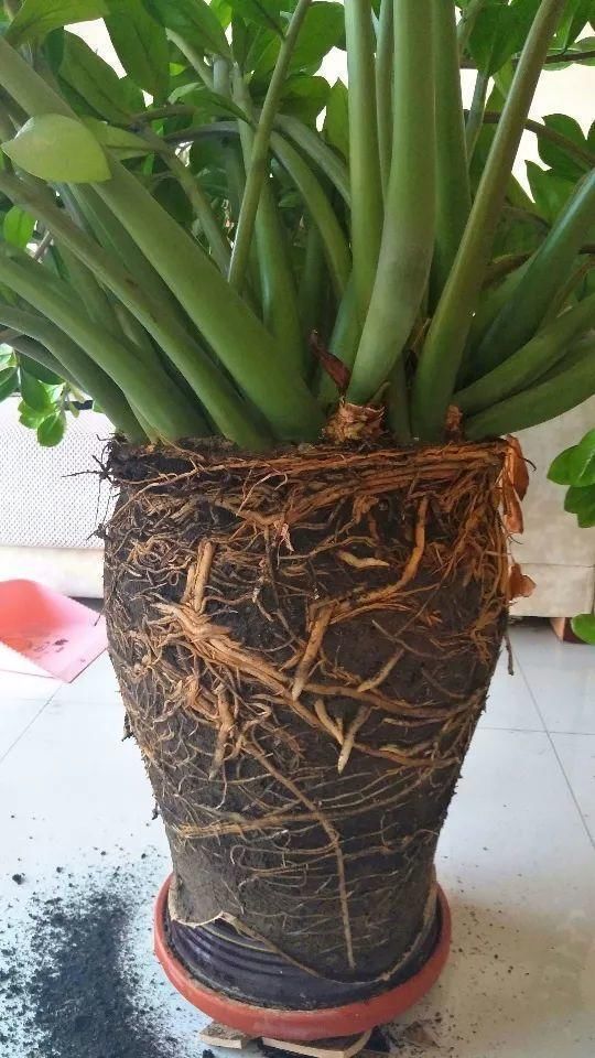 正确|5种花“专吃土”,砸开花盆全是“大块根”,这么做才正确