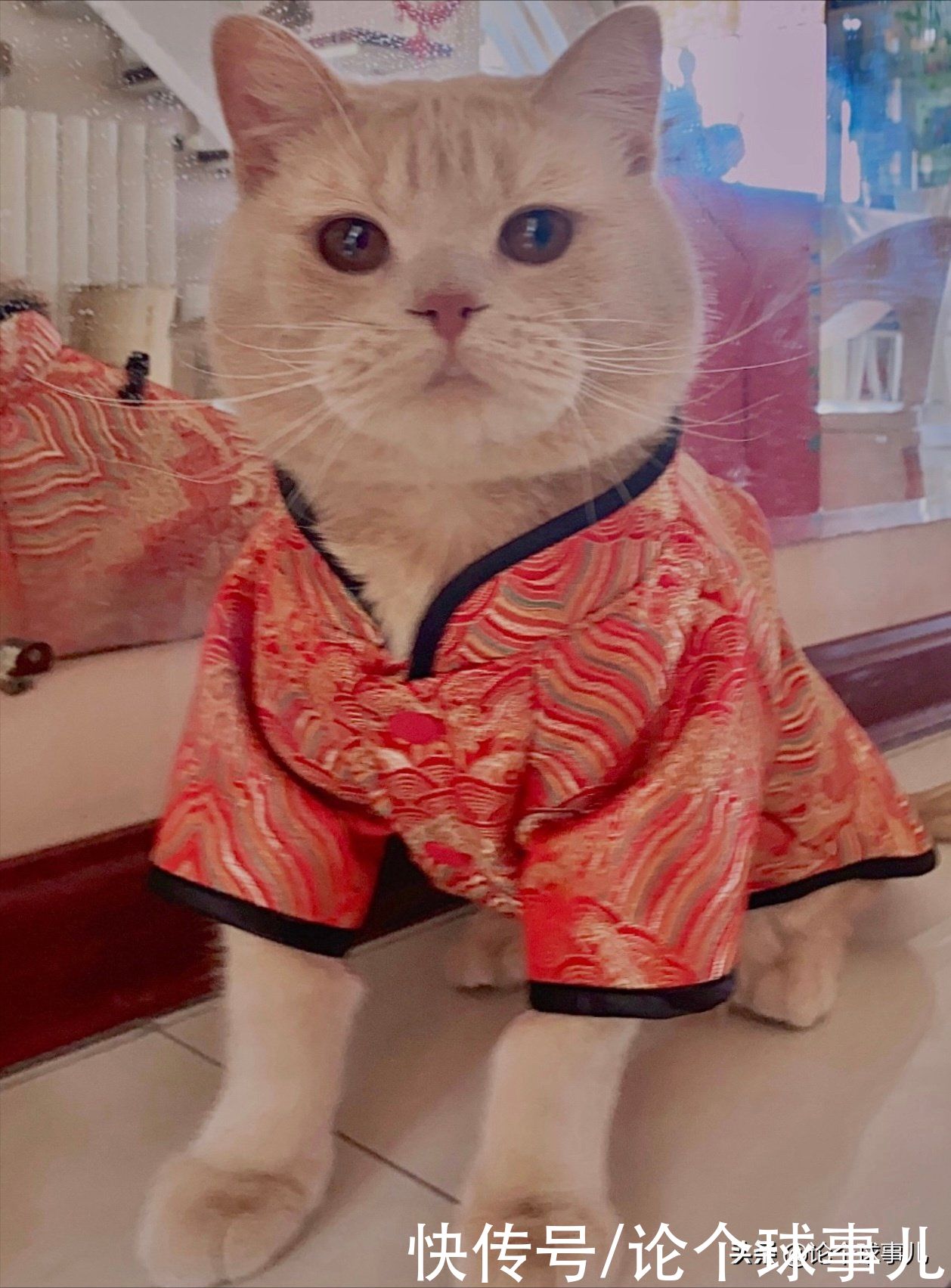 巴黎奥运会|空手道在奥运：还没坐热就得走，东京刚新增，巴黎被除名