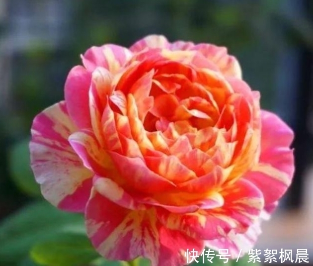 4种花是“爆盆能手”,好养漂亮,个个花开满盆,人见人爱!