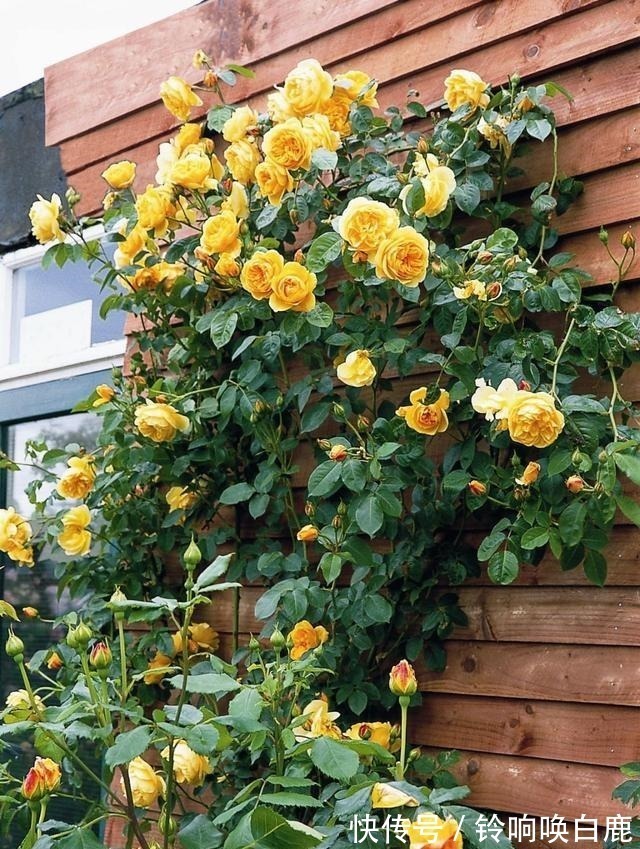 20款耐阴月季推荐,光线不充足也可以养好月季啦,花友鼎力推荐哟!