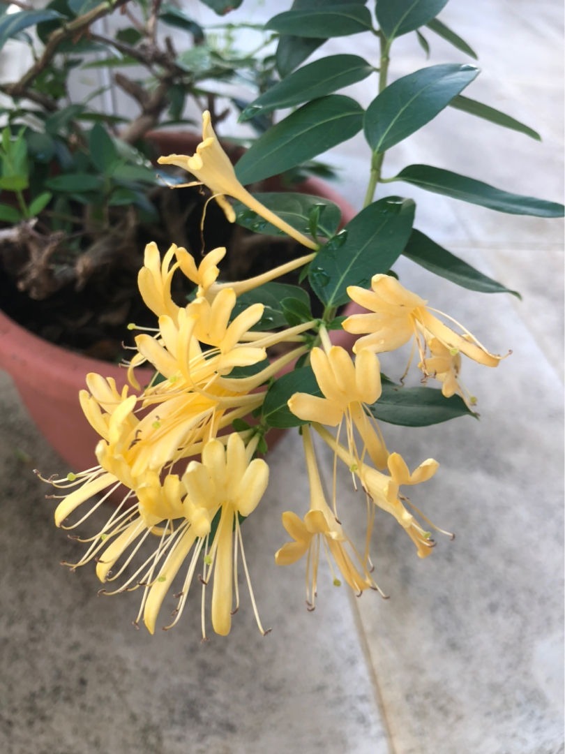 老中医都爱养的花,养在家里好处多,养人养身心