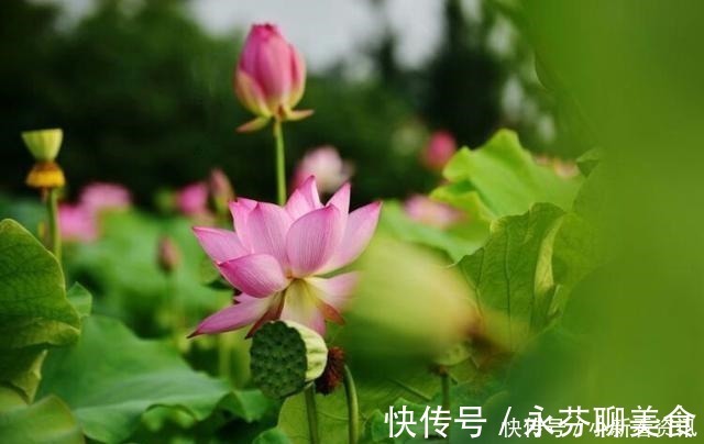 萧兮|如何用古诗词表达我想你如果这十句都知道，容我叫你一声情圣！