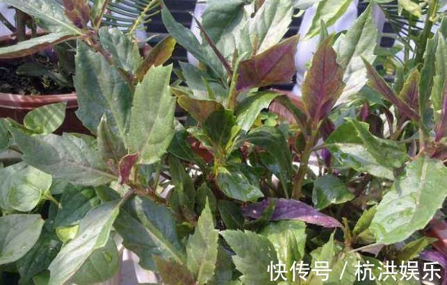 补气|乡下人常见的野菜,各种炎症的克星,清热止血补血补气,好处多多