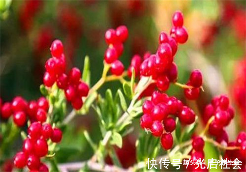 白刺果|冬天了，4种食物别放过，润肤养颜，抗衰老，肌肤更细嫩