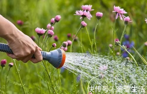 营养物质|养花15年的经验告诉你,4种水不能用来浇花,科学养好花