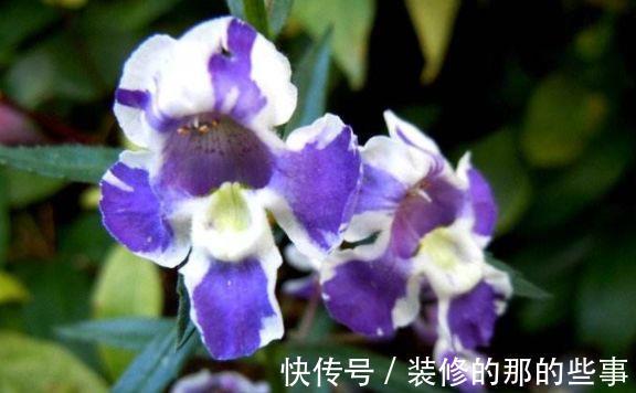 繁花似锦|农历7月12日开始，居家养这几款植物，四季繁花似锦，姿色艳丽