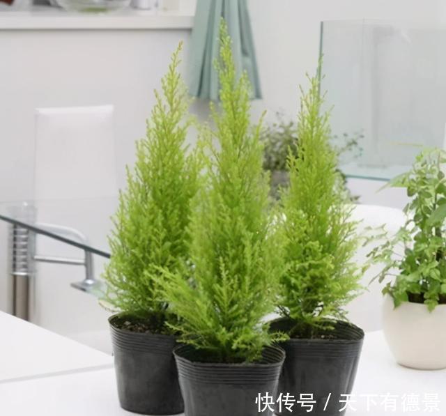 4种花可以养在卧室,好养容易打理,养人又“养气”