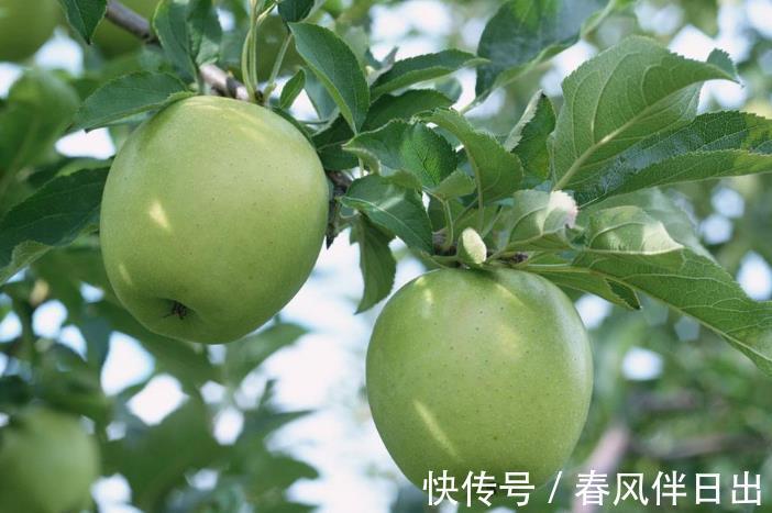 苹果|什么时候吃苹果最好?饭前还是饭后?不妨了解一下