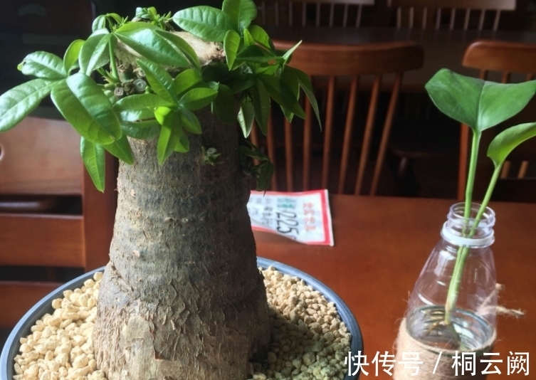 诀窍|这4种植物虽适合园艺新人练手，但想养好，却需掌握住浇水的诀窍