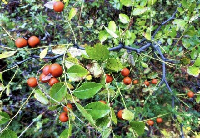 在五台山附近,1种野草较为“独特”,能结出“小红果”,价值高