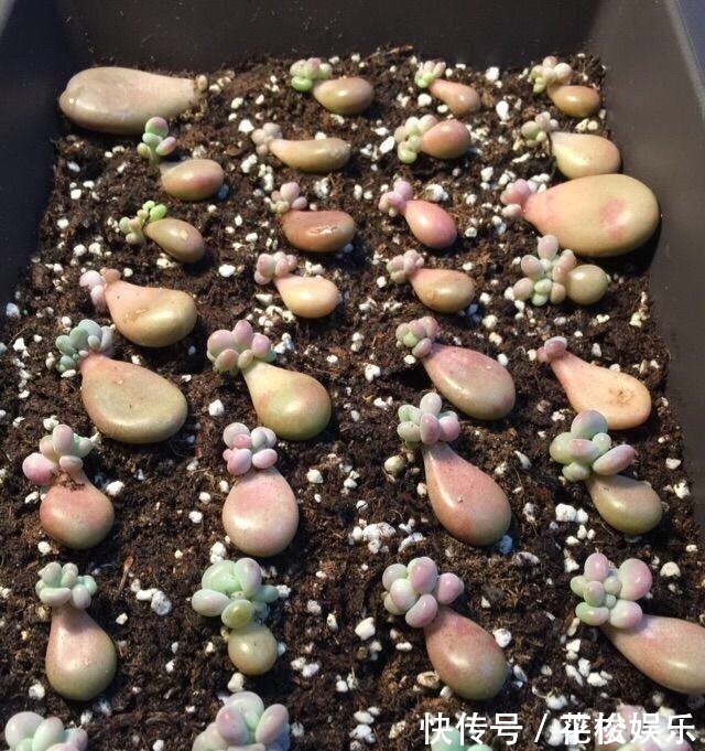 根茎|只需要一个简单的动作,就能让你徒长了的多肉变美,变胖