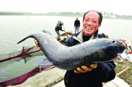 四大家鱼|青鱼是淡水鱼中的上品,为何却有“鬼鱼”“索命鱼”之称?