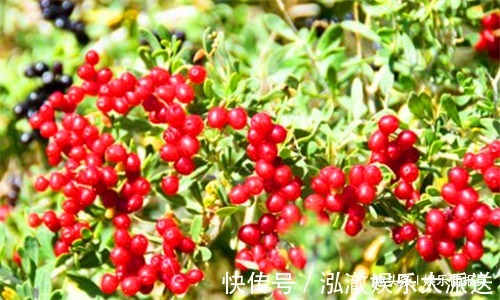 便秘|人到中年，推荐4种食物，排除毒素，改善便秘，预防子宫早衰