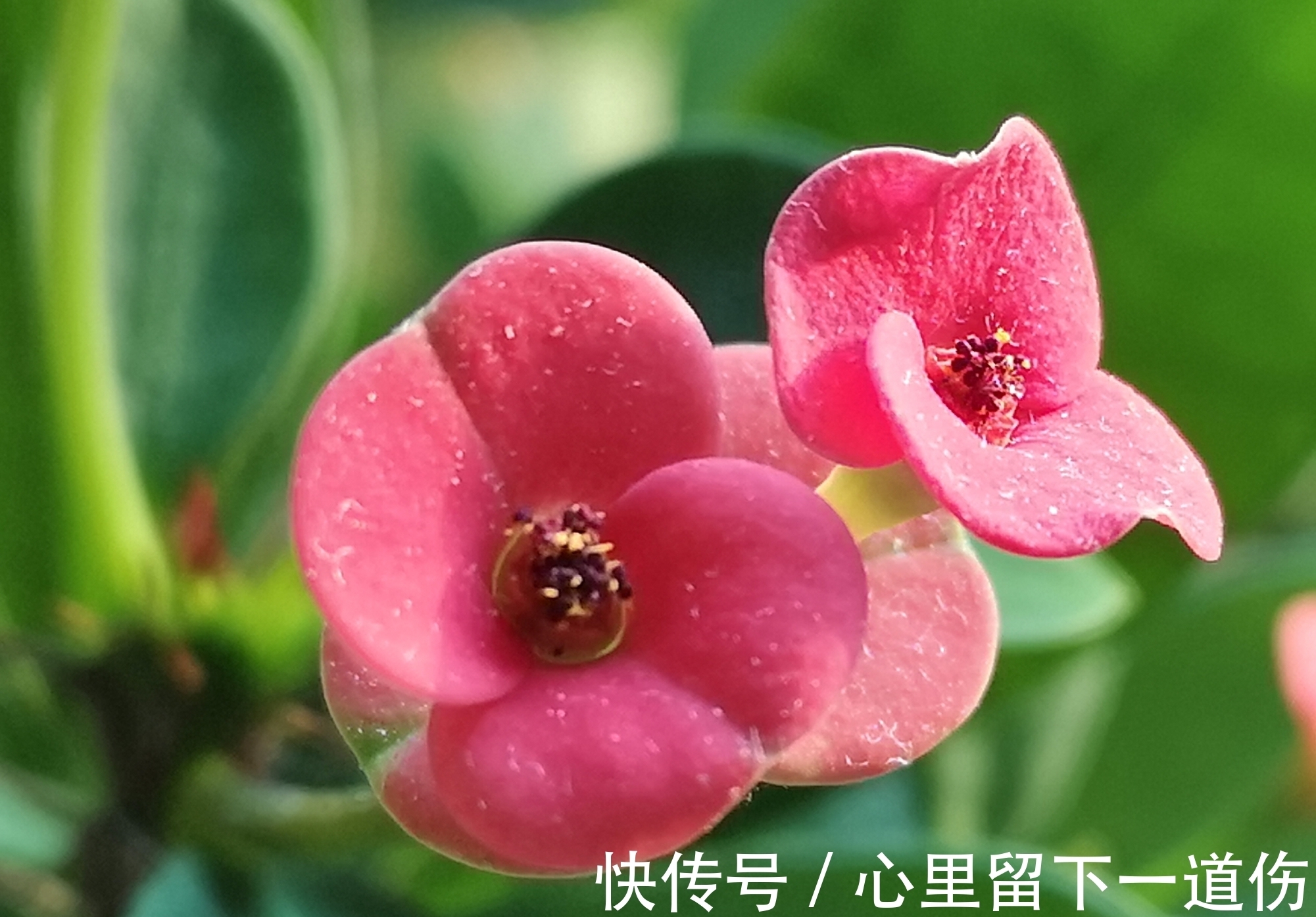 此花造型奇特惹人注意 凛然不可侵犯的样子 显示出麒麟的威严 粉紫色 此花造型奇特惹人注意 凛然不可侵犯的样子 显示出麒麟的威严 粉紫色