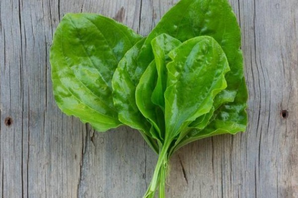 车前草|车前草的功效太强大，除了增强抵抗力，还有3个好处找上门来！