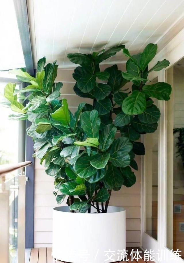 养花|浇花水摻点它,比营养液、淘米水还肥,家里花草长得叶绿、花多!