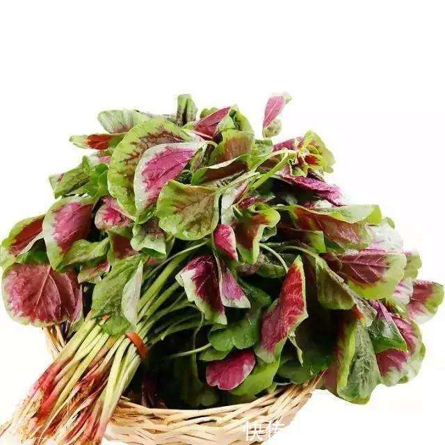 车前草|这些野菜随处可挖，个个都是抗癌大王，你认识几个