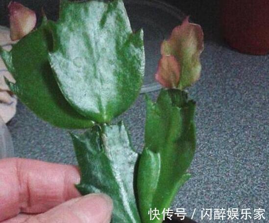 有机肥|让蟹爪兰多开花现在就得“多出芽”,教你做“3步”,能开100朵