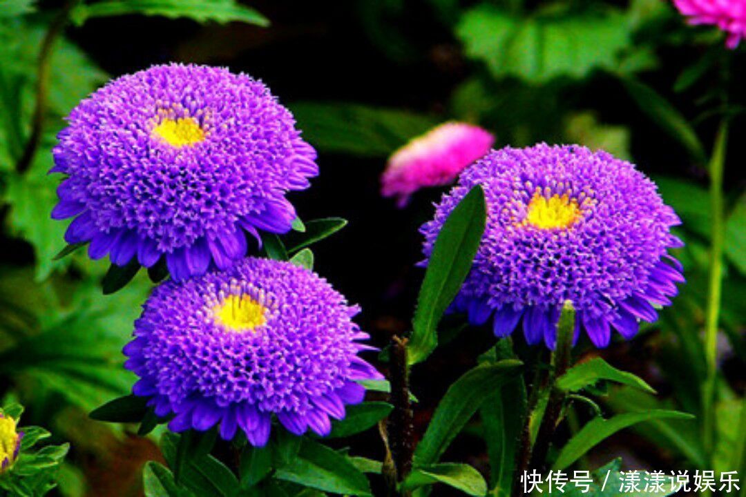 淡紫色菊花的花语 淡紫色菊花的花语