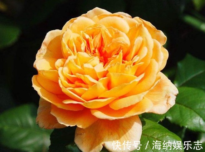 繁花似锦|喜欢菊花，不如养盆玛格丽特王妃，似花簇锦攒，繁花似锦