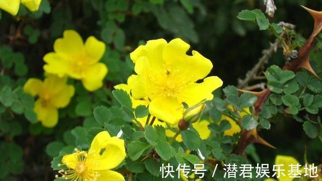 2种“霉运花”不要养家里，虽说无伤大雅，却安全“隐患”多