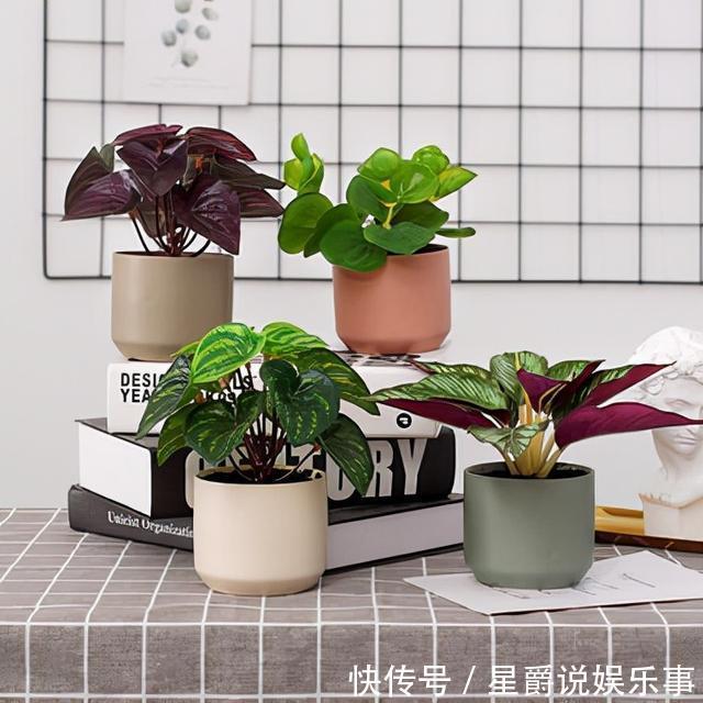 花草|6种花盆，不适合养花，难怪长势不好，扔了吧