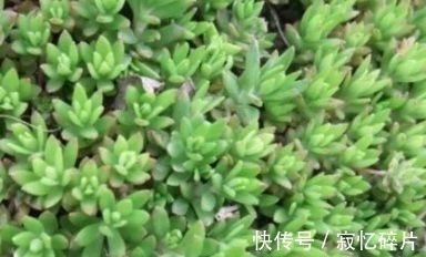 北斗七星|它的叶子像狗的牙齿,花枝似北斗七星,请重视