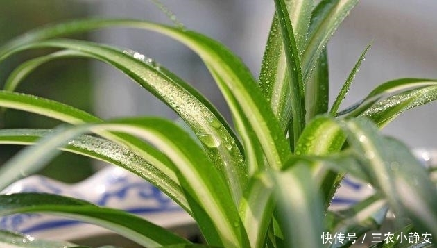有害气体|植物绿萝真的能除甲醛吗? 别傻了, 这样做才是最有效的!