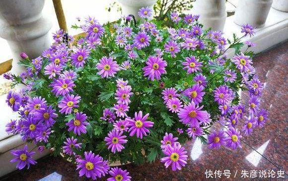 冬天养此款花卉,花色繁多易爆盆,娇艳欲滴美极了
