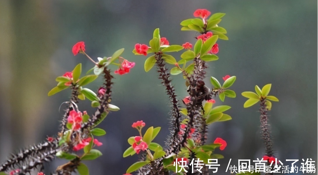 绿植|别信卧室养绿植除甲醛,还有这些花一定不要养,否则只有后悔