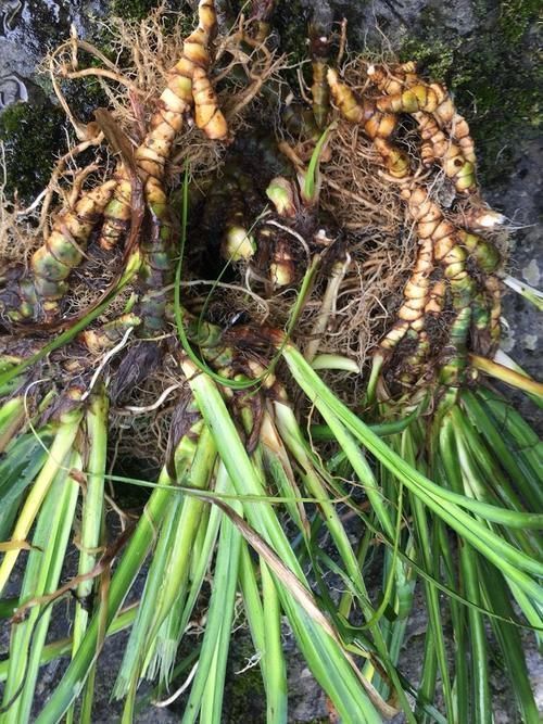 中药材|1种生在水边的“野草”，人们视而不见，却是珍贵的“中草药”