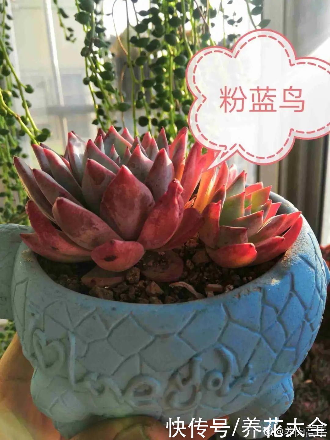 春天的多肉,长成一把大大扇子,看着就是爽