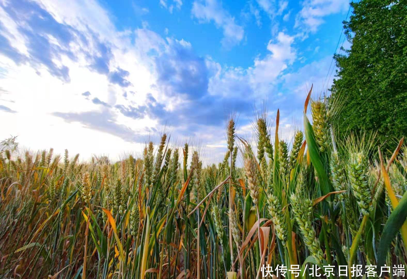 麦黄迎芒种|北京通州，麦黄迎芒种