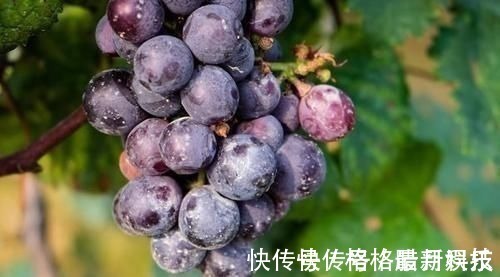 水果|医生建议:如果胃不好,远离这三类水果,多吃这两样食物