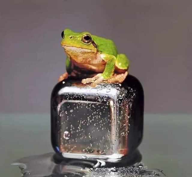 sung&他画了一条金鱼,放大5倍后,网友大呼:相机可以扔了