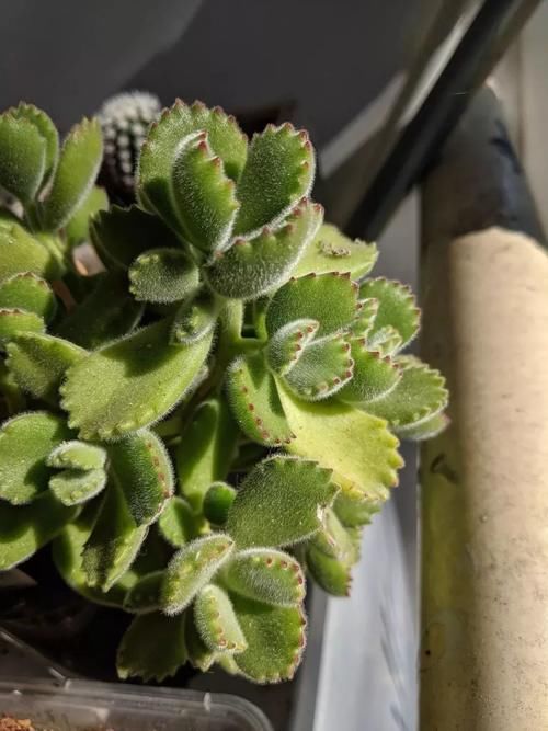 养护盆栽多肉做好这几点,在阳台上养出好看状态