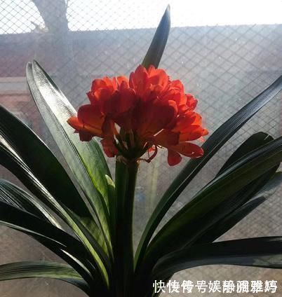 肥料|怎么让君子兰根壮叶厚?浇点有机水,效果一级棒,立竿见影