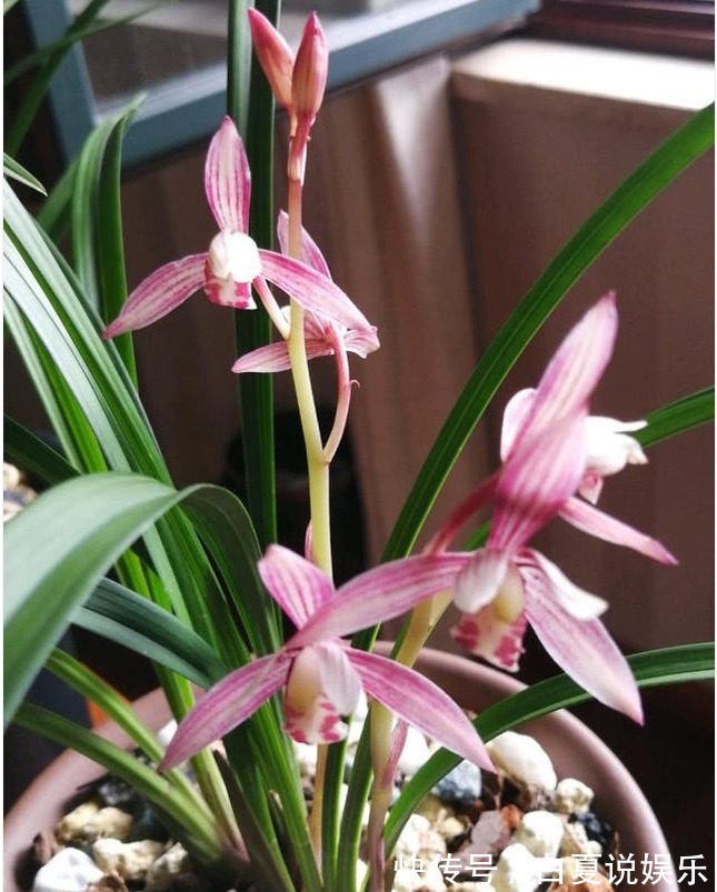 浇水|9月养兰花,做好2“润”,花芽呼呼冒,花香十里