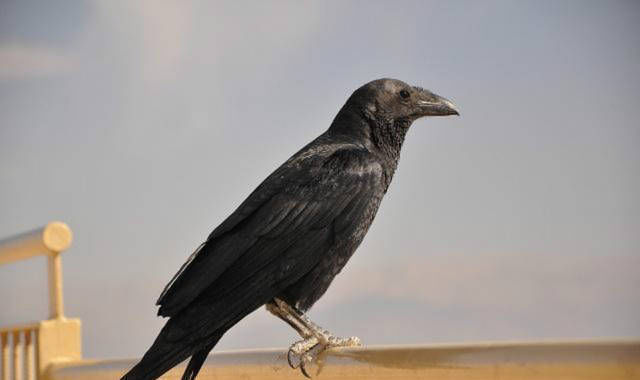 大诗人上茅房看见只乌鸦写首妙诗,看似土得掉渣,却句句发人深省