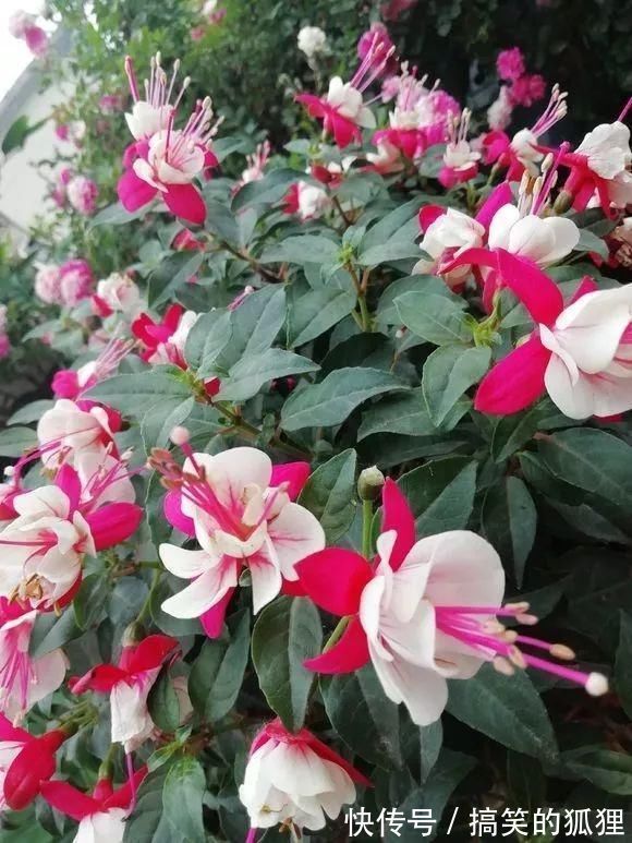 杜鹃花|5种花叫做“度夏难”，到了夏天就黄叶干枯，花友年年养年年买