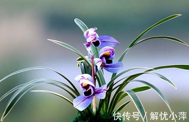 兰香|此兰,犹如“仙境”之花,花开荷瓣,兰香扑鼻,叶带金边,还好养