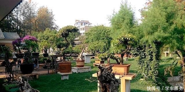 盆景爱好者挺多,事业成败大不同,这样分析,明白当爱好还是事业!