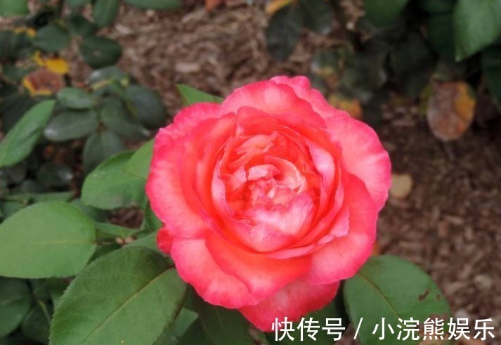 菊花|除了菊花,不如养盆“玫瑰上品”全美小姐,艳而不俗朦胧梦幻