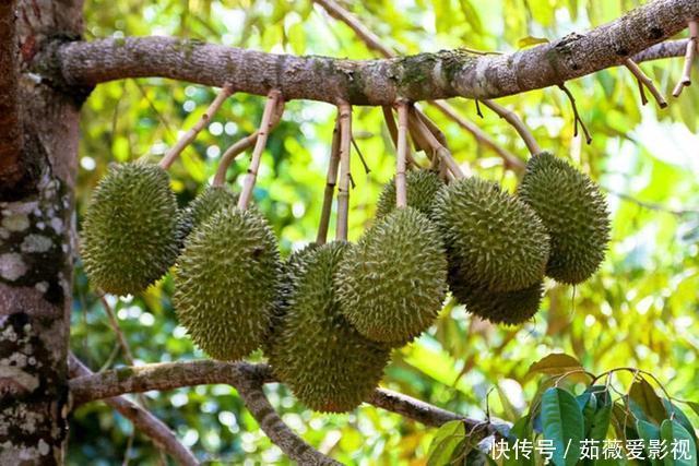 榴莲树一年可结400多个果，为什么卖那么贵原因其实很简单